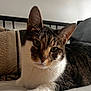 Zephyr participe au concours pour gagner de l'argent avec cette photo : cat, tabby, pet, animal, indoor, bed, blanket, fur, whiskers, paw, relaxed, cute, domestic, feline, closeup, resting, cozy, soft_light, portrait, household