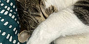 Zephyr a rejoint le concours — aidez-le/la à gagner de superbes lots ! cat, sleeping, paw, fur, striped, white, tabby, cozy, blanket, pattern, cute, pet, animal, resting, closeup, soft, whiskers, relaxing, indoor, cute_paws