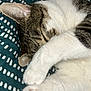 cat, sleeping, paw, fur, striped, white, tabby, cozy, blanket, pattern, cute, pet, animal, resting, closeup, soft, whiskers, relaxing, indoor, cute_paws