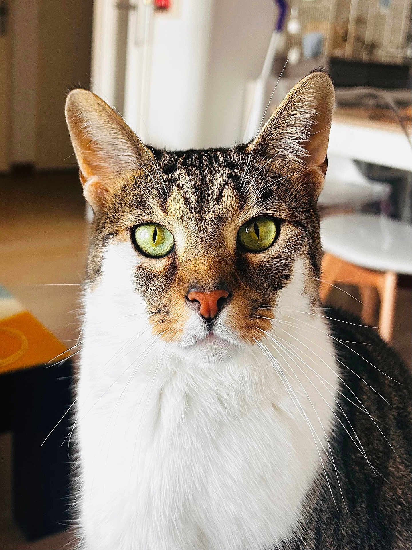 Zephyr