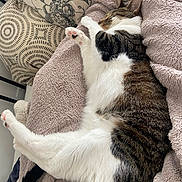 Zephyr participe au concours pour gagner de l'argent avec cette photo : cat, sleeping, tabby, white_fur, pink_paw, blanket, pillows, cozy, indoor, resting, feline, cute, pet, fur, relaxed, soft, home, comfort, animal, tabby_cat