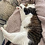 cat, sleeping, tabby, white_fur, pink_paw, blanket, pillows, cozy, indoor, resting, feline, cute, pet, fur, relaxed, soft, home, comfort, animal, tabby_cat