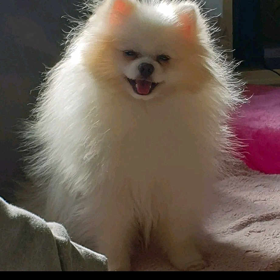 Boo