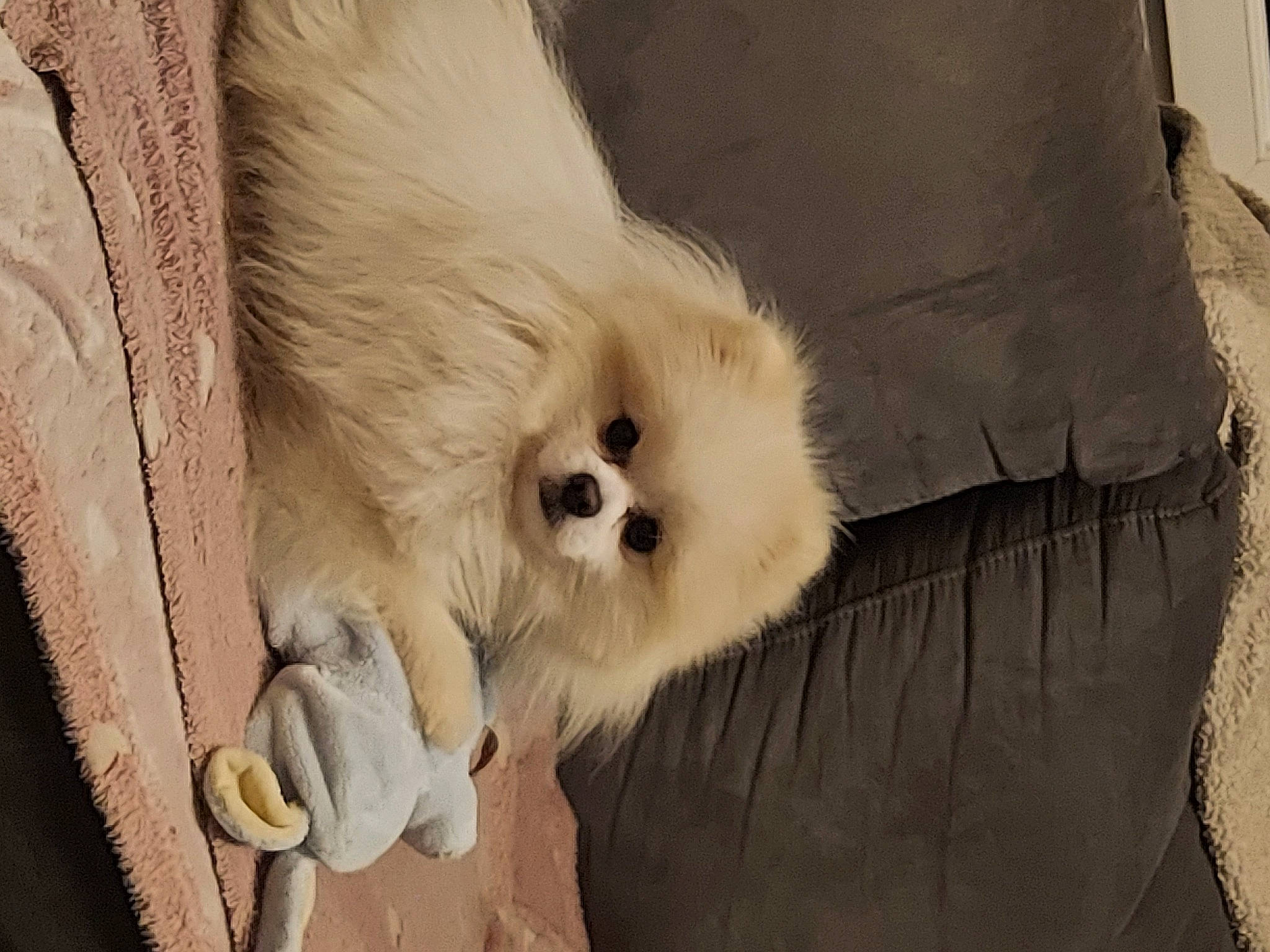 Boo participe au concours pour gagner de l'argent avec cette photo : beige, canidae, carnivore, companion_dog, dog, dog_breed, fawn, fur, german_spitz, gibbon, natural_material, non_sporting_group, pomeranian, primate, puppy, snout, spitz, toy_dog, vertebrate, volpino_italiano