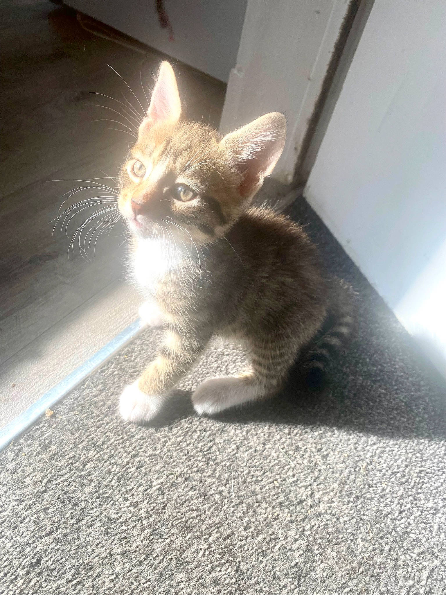 Walter is registered to the contest to win money with this photo: carnivore, cat, claw, domestic_short_haired_cat, fawn, felidae, floor, flooring, fur, grey, human_leg, paw, road_surface, shadow, small_to_medium_sized_cats, snout, tail, whiskers, window, wood