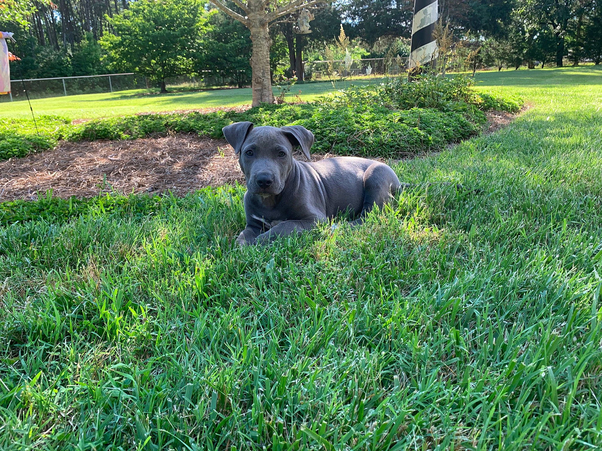 Milo joined the competition — help win amazing prizes! cane_corso, canidae, carnivore, companion_dog, dog, dog_breed, garden, grass, grass_family, groundcover, guard_dog, lawn, meadow, neapolitan_mastiff, pasture, plant, snout, sporting_group, wildlife, zoo