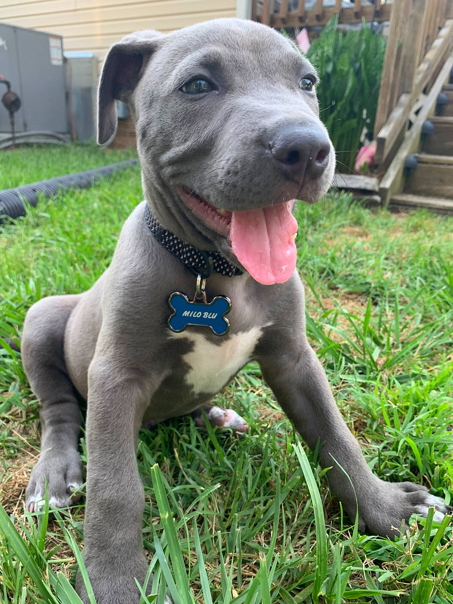 Milo is registered to the contest to win money with this photo: alaunt, american_pit_bull_terrier, bandog, blue_lacy, bully_kutta, cane_corso, canidae, carnivore, catahoula_bulldog, dog, dog_breed, fawn, great_dane, mammal, molosser, non_sporting_group, rare_breed_dog, snout, sporting_group, vertebrate