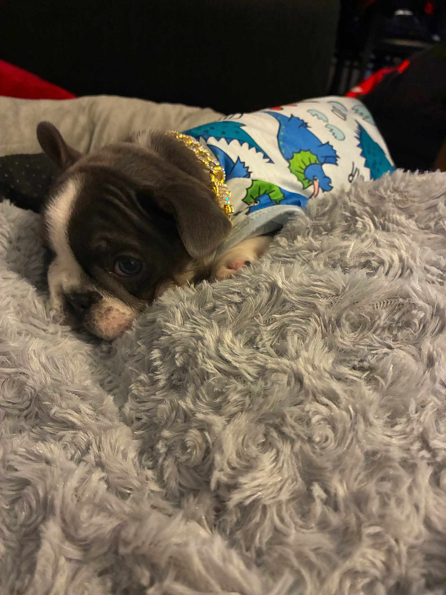 Enzo joined the competition — help win amazing prizes! puppy, dog, bulldog, blanket, fluffy_blanket, bedding, pajamas, dinosaur_print, collar, gold_chain, pet, close_up, resting, indoor, cozy, fur, sleepy, nose, paw, couch
