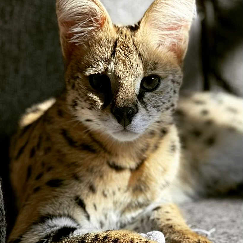 Gabby