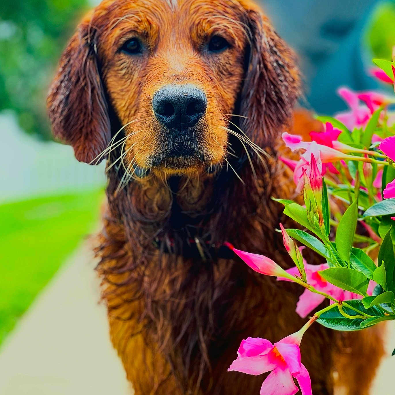 Crimson is registered to the contest to win money with this photo: animal, canine, dog, face, flower, geranium, goldenretriever, grass, head, hound, leaf, outdoors, person, pet, petal, plant, puppy, smelling, summer, terrier