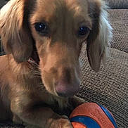 Stewie is registered to the contest to win money with this photo: animal, ball, brown_fur, close_up, companion, couch, cute, dog, domestic, floppy_ears, friendly, home, indoor, looking, paw, pet, playing, relaxed, texture, toy