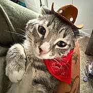 Pop Tart is registered to the contest to win money with this photo: cat, gray_tabby, cowboy_hat, red_bandana, tattoo, arm, indoor, pet, cute, close_up, feline, whiskers, fur, animal, domestic_cat, resting, portrait, looking_at_camera, cozy, soft_lighting
