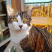 Pikachu participe au concours pour gagner de l'argent avec cette photo : cat, tabby_cat, close_up, yellow_eyes, sunlight, balcony, furniture, table, chair, cat_tree, window, glass_door, curious, pet, domestic_animal, striped_fur, whiskers, outdoor, daylight, cozy