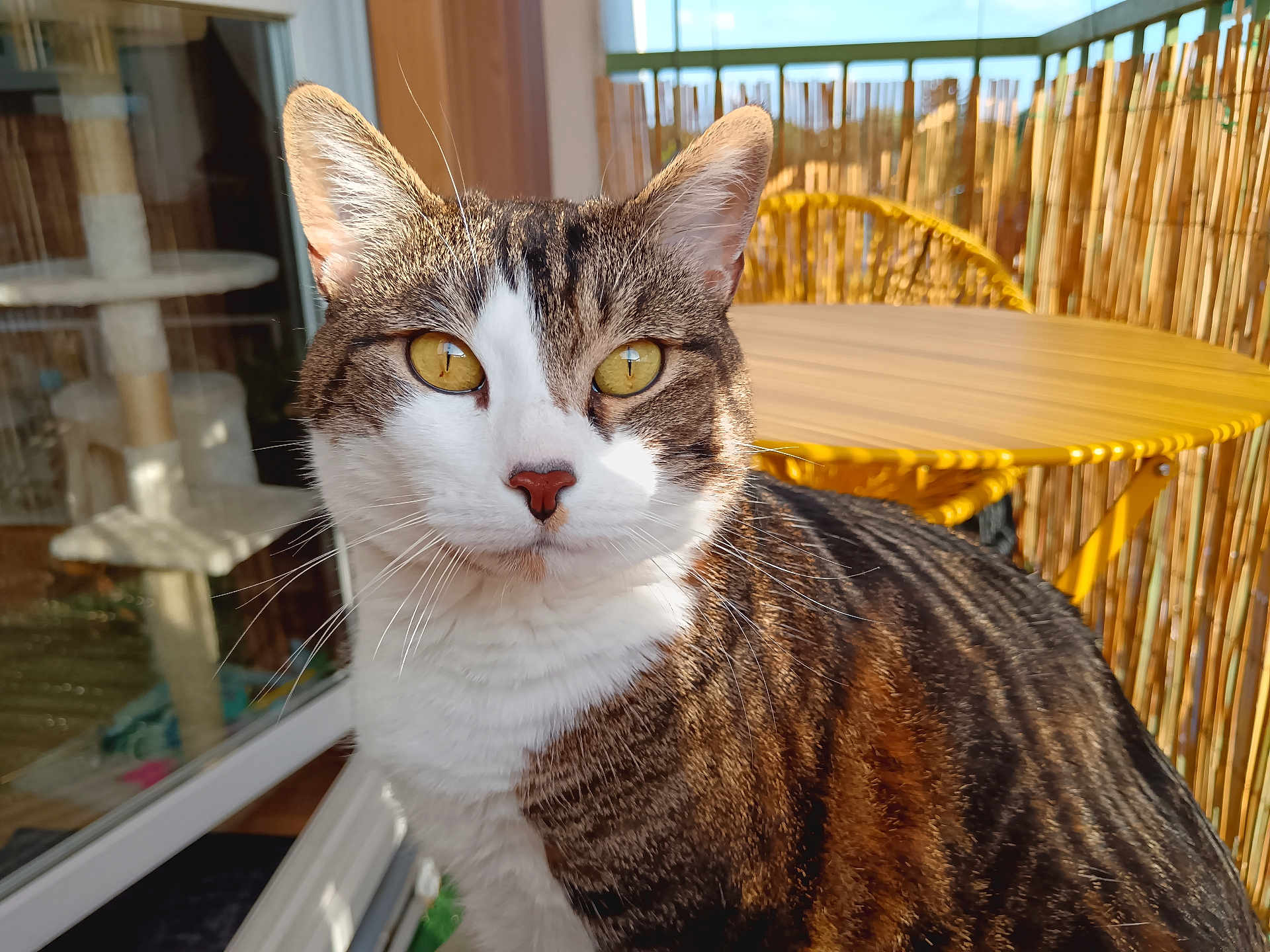Pikachu participe au concours pour gagner de l'argent avec cette photo : cat, tabby_cat, close_up, yellow_eyes, sunlight, balcony, furniture, table, chair, cat_tree, window, glass_door, curious, pet, domestic_animal, striped_fur, whiskers, outdoor, daylight, cozy