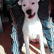 Nellya a rejoint le concours — aidez-le/la à gagner de superbes lots ! dog, white_dog, pet, indoor, person, pants, adidas, track_pants, legs, floor, sunlight, shadow, paw, sitting, animal, canine, domestic_animal, companion, relaxed, cute