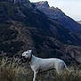 dog, white_dog, mountain, mountains, grass, nature, outdoor, animal, canine, collar, field, scenery, wild, landscape, hill, sky, pet, fur, standing, alert