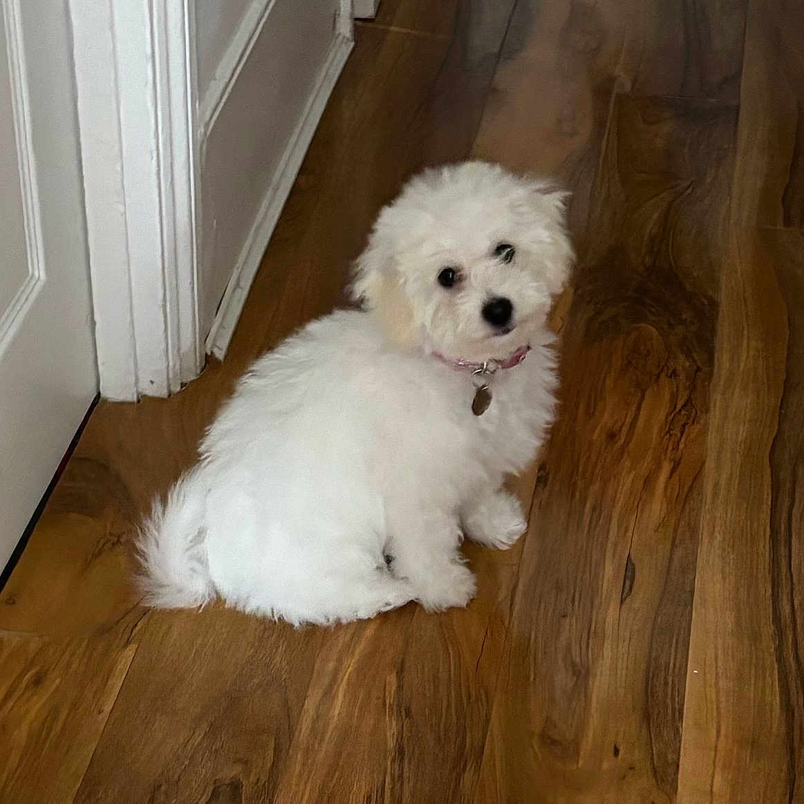 Penny is registered to the contest to win money with this photo: animal, collar, companion, curious, dog, domestic_animal, door, fluffy, fur, house, indoor, looking_back, pet, puppy, sitting, small_dog, tag, white_fur, wooden_floor, young_dog