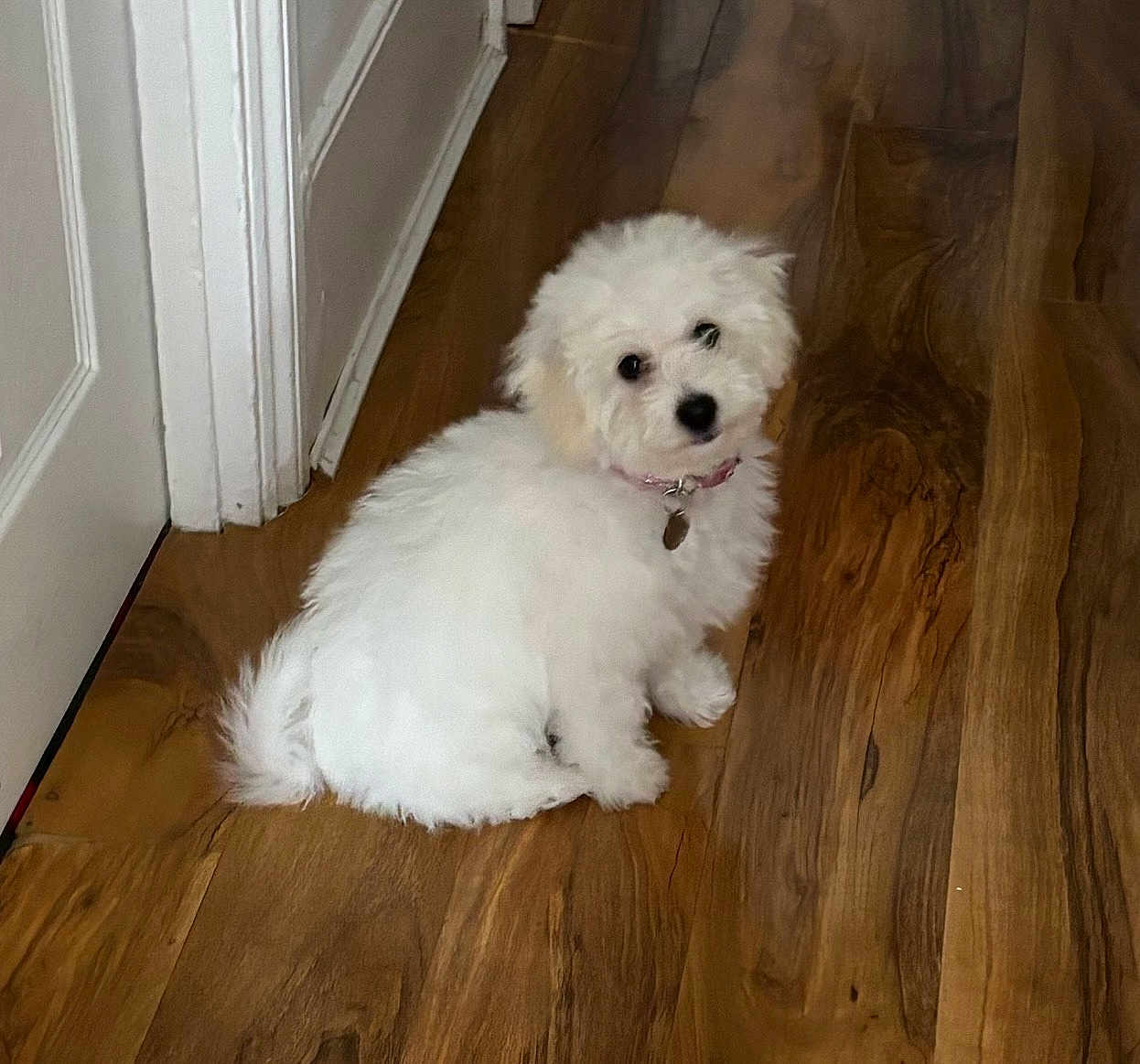 Penny is registered to the contest to win money with this photo: puppy, dog, white_fur, collar, tag, wooden_floor, door, indoor, pet, curious, small_dog, fluffy, sitting, looking_back, domestic_animal, young_dog, fur, companion, animal, house