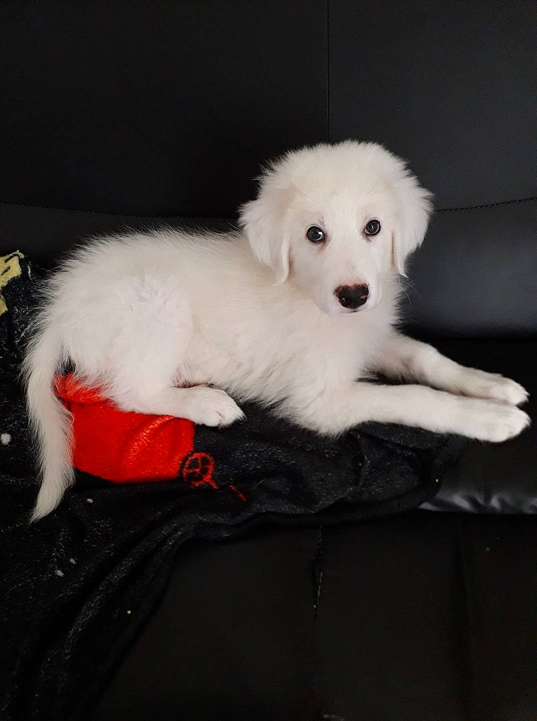 Yeti a rejoint le concours — aidez-le/la à gagner de superbes lots ! canidae, carnivore, companion_dog, dog, dog_breed, fur, great_pyrenees, kuvasz, livestock_guardian_dog, mammal, maremma_sheepdog, mucuchies, non_sporting_group, old_english_sheepdog, puppy, rare_breed_dog, slovak_cuvac, vertebrate