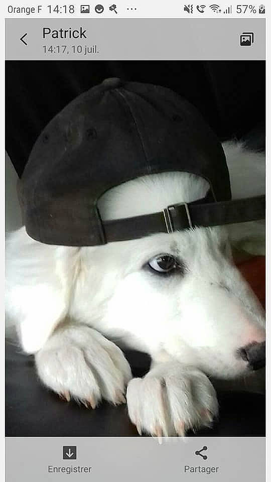 Yeti a rejoint le concours — aidez-le/la à gagner de superbes lots ! canidae, carnivore, companion_dog, dog, dog_breed, nose, photo_caption, photography, rare_breed_dog, snout, sporting_group