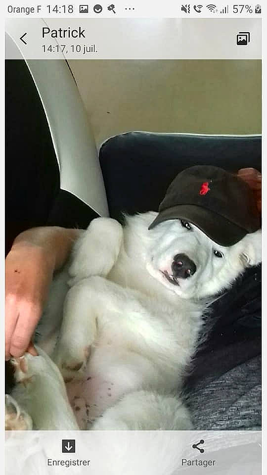 Yeti participe au concours pour gagner de l'argent avec cette photo : canidae, carnivore, companion_dog, dog, dog_breed, ear, mouth, non_sporting_group, nose, photo_caption, photography, puppy, puppy_love, retriever, selfie, sporting_group, toy_dog