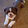 puppy, dog, shih_tzu, fluffy, brown_and_white, tongue_out, happy, smiling, lying_down, carpet, indoor, pet, portrait, long_hair, paws, tail, playful, adorable, photograph, black_borders