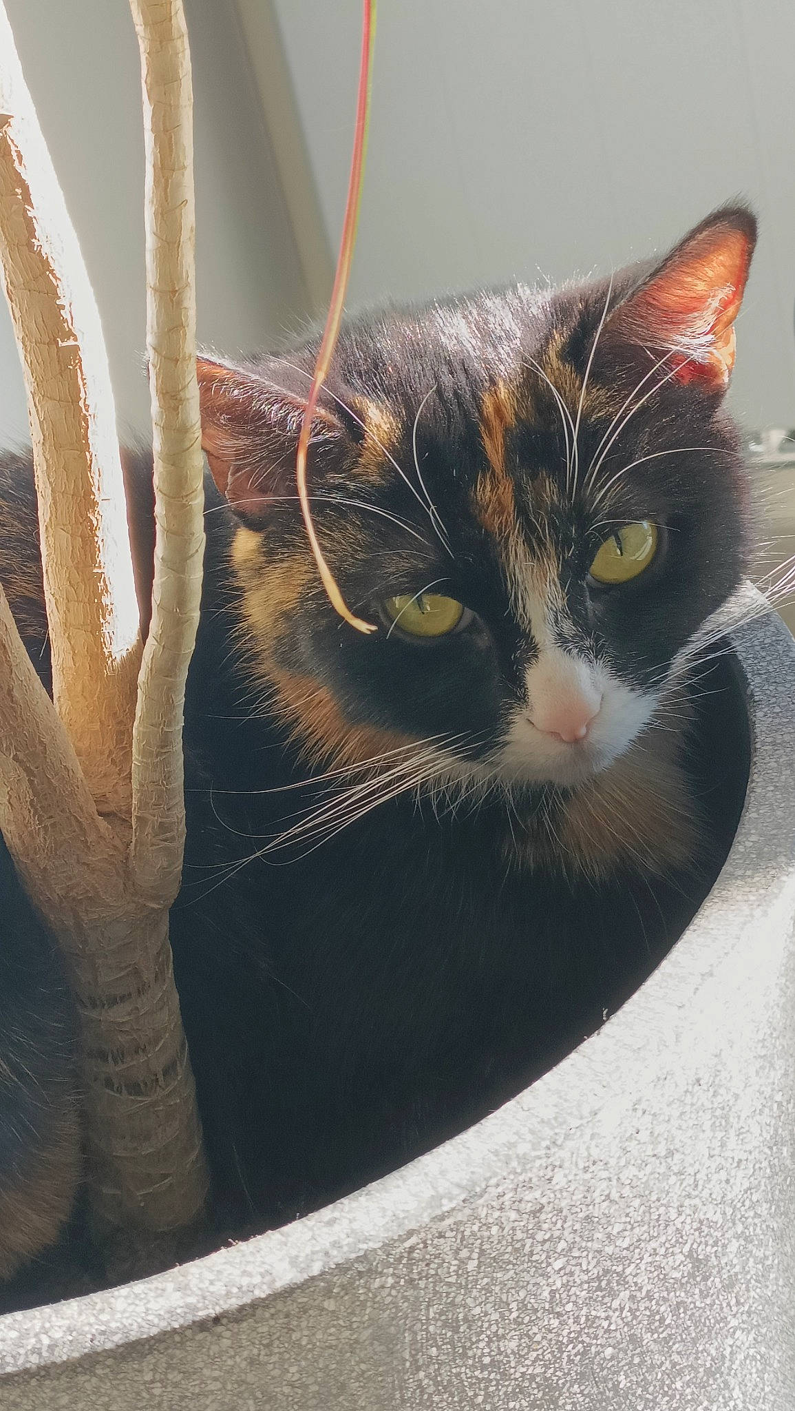 Pepper a rejoint le concours — aidez-le/la à gagner de superbes lots ! automotive_tire, carnivore, cat, cat_supply, claw, comfort, domestic_short_haired_cat, eye, felidae, flowerpot, fur, paw, pet_supply, sitting, small_to_medium_sized_cats, snout, tail, tints_and_shades, whiskers, window