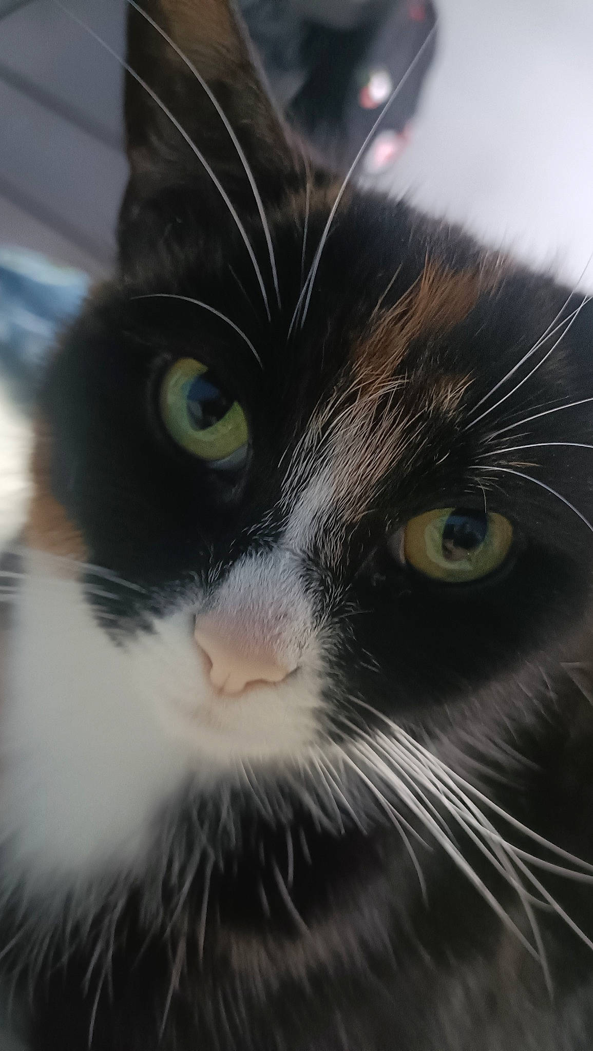 Pepper a rejoint le concours — aidez-le/la à gagner de superbes lots ! black_cat, carnivore, cat, comfort, domestic_short_haired_cat, ear, eye, felidae, fur, sky, small_to_medium_sized_cats, snout, tail, terrestrial_animal, whiskers