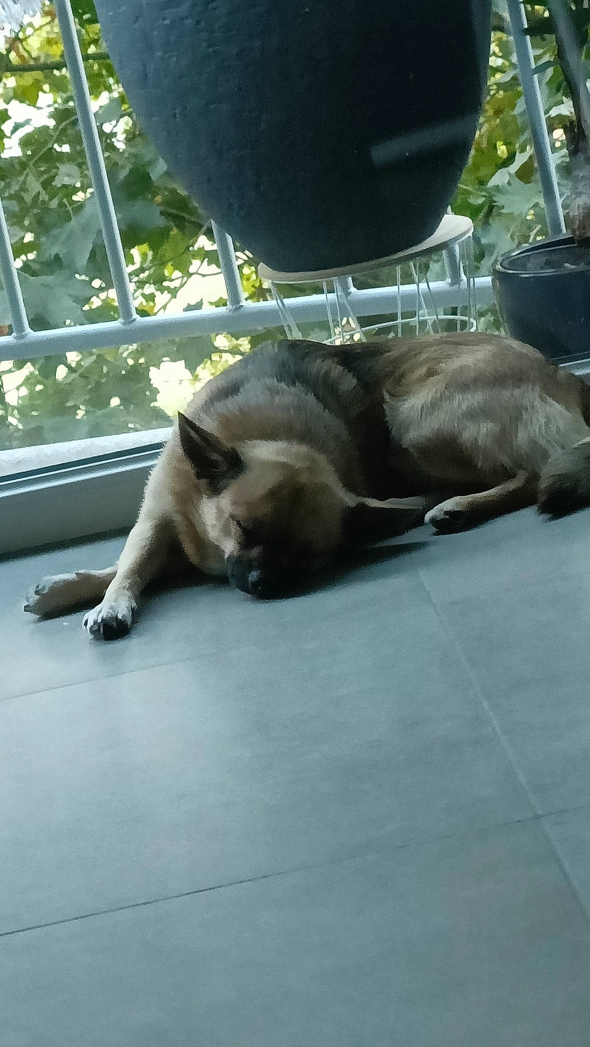 Shadow a rejoint le concours — aidez-le/la à gagner de superbes lots ! carnivore, cat, companion_dog, dog_breed, domestic_short_haired_cat, fawn, felidae, fur, plant, siamese, small_to_medium_sized_cats, tail, terrestrial_animal, thai, tree, whiskers