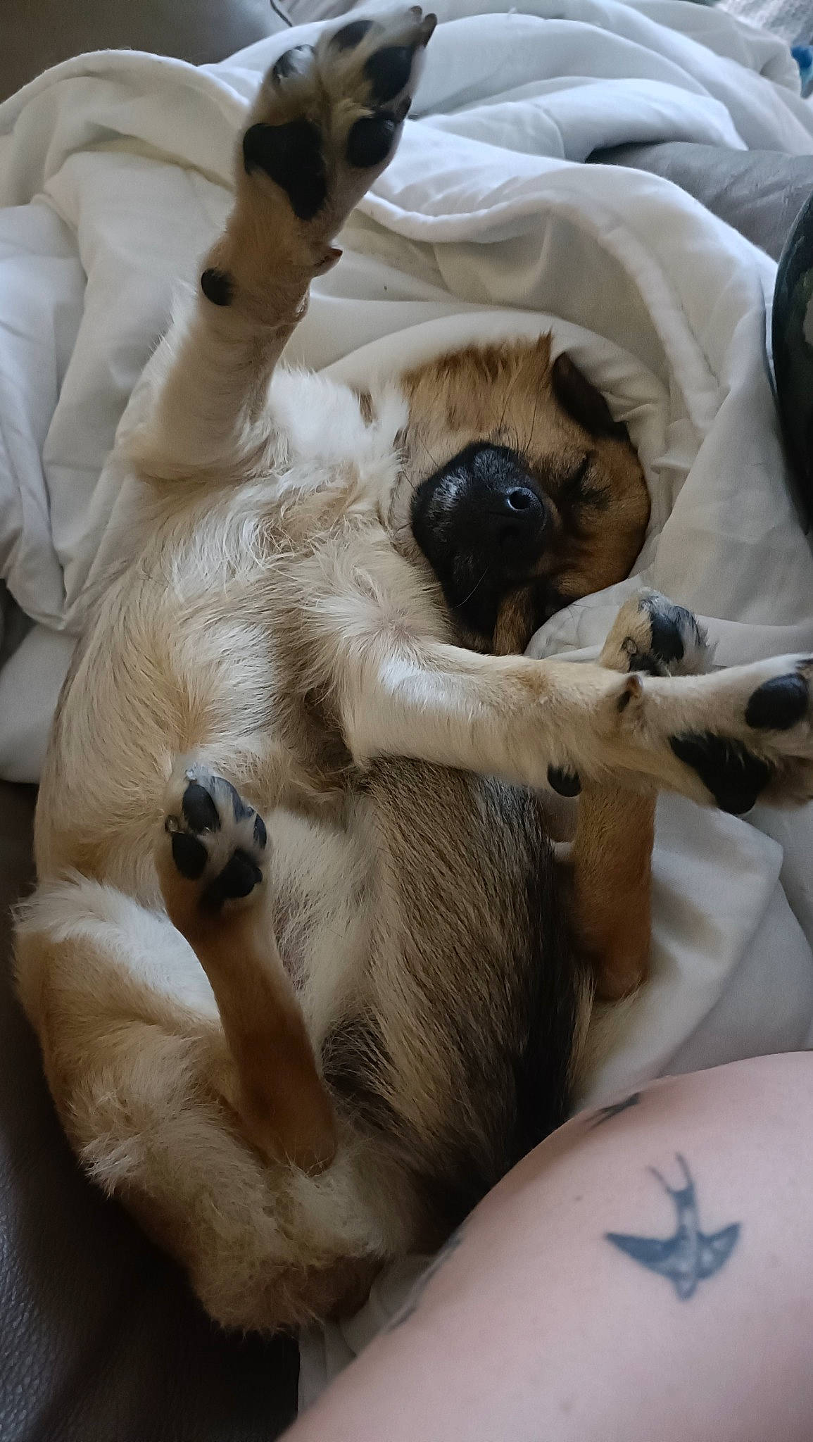 Shadow a rejoint le concours — aidez-le/la à gagner de superbes lots ! canidae, carnivore, comfort, companion_dog, dog, dog_breed, fawn, felidae, fur, nap, paw, pug, puppy_love, snout, sporting_group, temporary_tattoo, toy_dog, whiskers, working_animal, wrist