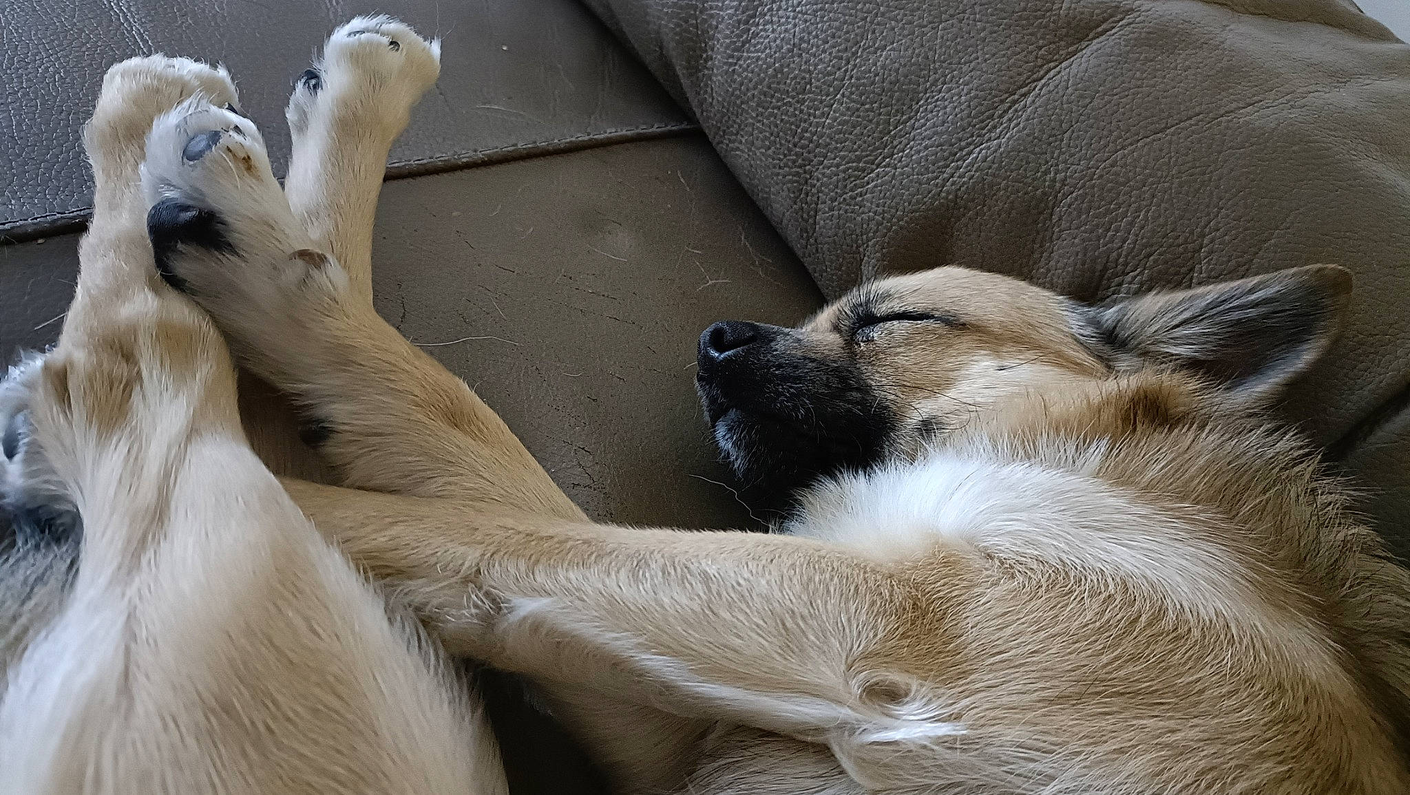 Shadow participe au concours pour gagner de l'argent avec cette photo : canidae, carnivore, claw, clock, comfort, companion_dog, dog, dog_breed, fawn, foot, fur, human_leg, mammal, paw, snout, sporting_group, terrestrial_animal, whiskers, wildlife