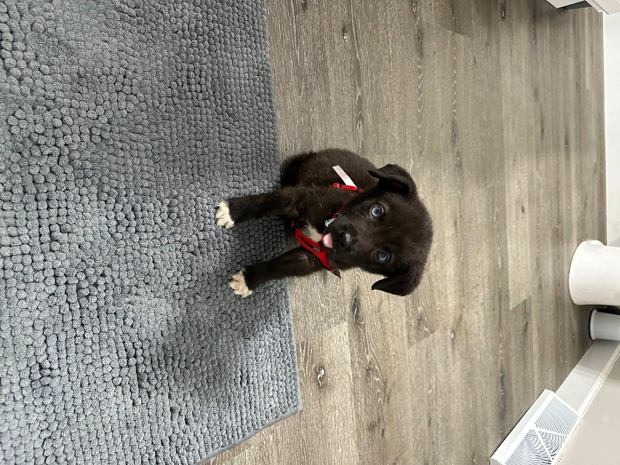 Gus is registered to the contest to win money with this photo: canidae, carmine, carnivore, comfort, companion_dog, dog, dog_breed, dog_supply, fawn, flooring, fur, grey, hardwood, pet_supply, shadow, snout, sporting_group, tail, wood, working_animal