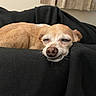 dog, chihuahua, sleeping, tan_dog, pet, animal, resting, black_blanket, indoors, cute, small_dog, fur, nose, ears, relaxed, cozy, face, lying_down, close_up, domestic_animal