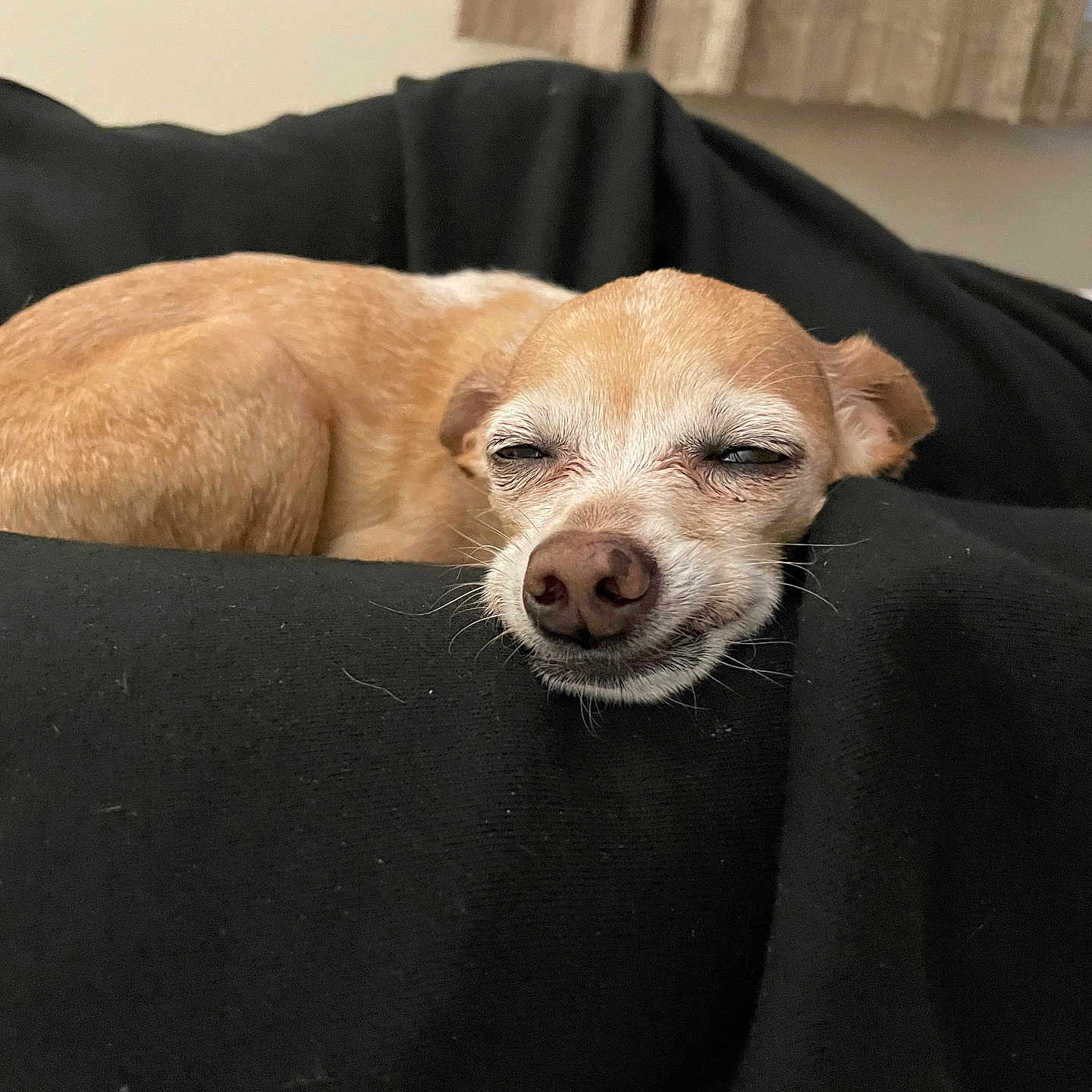 Sage is registered to the contest to win money with this photo: dog, chihuahua, sleeping, tan_dog, pet, animal, resting, black_blanket, indoors, cute, small_dog, fur, nose, ears, relaxed, cozy, face, lying_down, close_up, domestic_animal