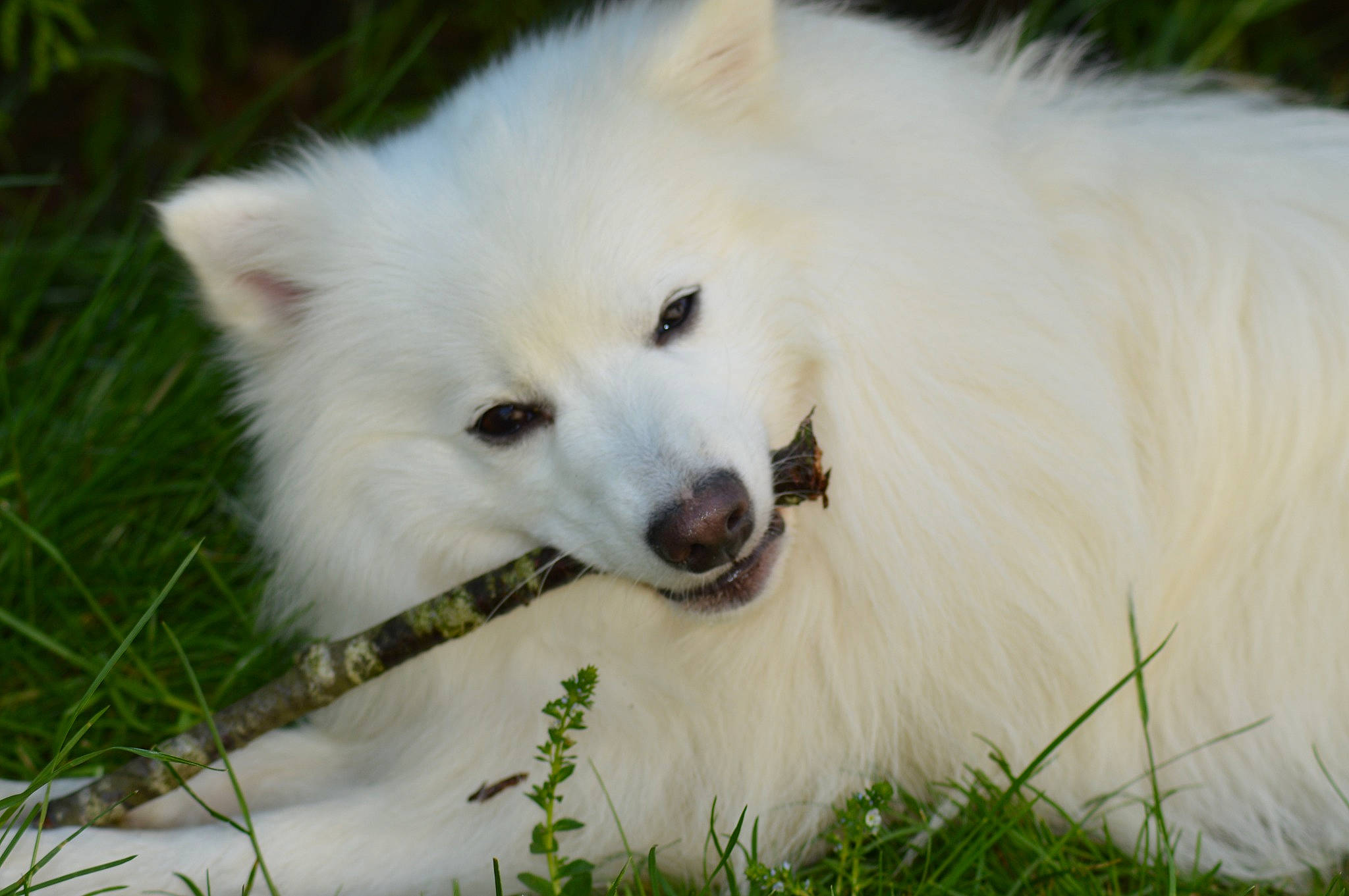 Yuki participe au concours pour gagner de l'argent avec cette photo : canidae, carnivore, companion_dog, dog, dog_breed, fur, german_spitz, german_spitz_klein, german_spitz_mittel, grass, indian_spitz, japanese_spitz, plant, samoyed, snout, spitz, sporting_group, terrestrial_animal, volpino_italiano, wildlife