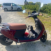 Aby participe au concours pour gagner de l'argent avec cette photo : dog, scooter, vehicle, outdoor, gravel, person, car, greenery, sunny, leash, parking_lot, mirror, seat, handlebar, pet, transportation, roadside, shadow, nature, daytime