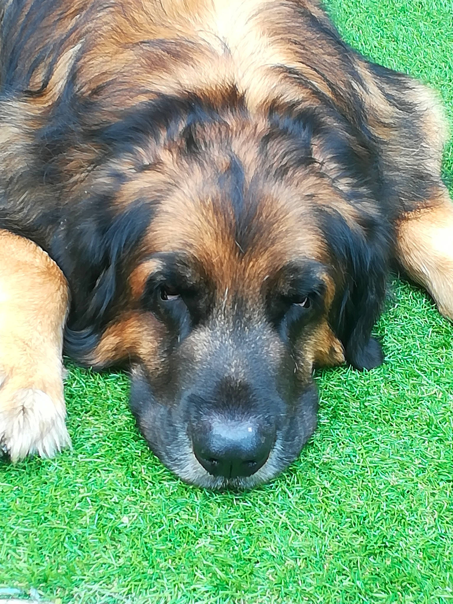 Cesar a rejoint le concours — aidez-le/la à gagner de superbes lots ! art, canidae, carnivore, companion_dog, dog, dog_breed, fur, grass, plant, puppy, snout, sporting_group, terrestrial_animal, working_dog