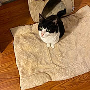 Daisy is registered to the contest to win money with this photo: cat, tuxedo_cat, green_eyes, pet_bed, antlers, beige_mat, wooden_floor, indoor, curious, animal, feline, pet, cozy, home, fur, whiskers, cute, sitting, looking_up, domestic