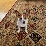 Rudy is registered to the contest to win money with this photo: dog, small_dog, ears, carpet, rug, floor, indoor, brown, white, pet, animal, cute, looking_up, sitting, fur, household, patterned_rug, wood_floor, domestic, companion
