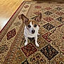 dog, small_dog, ears, carpet, rug, floor, indoor, brown, white, pet, animal, cute, looking_up, sitting, fur, household, patterned_rug, wood_floor, domestic, companion