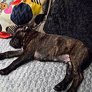 Azote a rejoint le concours — aidez-le/la à gagner de superbes lots ! dog, puppy, brindle, sleeping, bed, blanket, pillow, cushion, indoor, pet, fur, paw, snout, resting, cozy, bedding, mattress, textile, pattern, wood_headboard