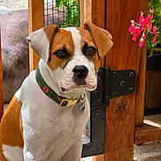 Luna joined the competition — help win amazing prizes! dog, puppy, brown_and_white, collar, green_collar, wooden_gate, fence, flowers, pink_flowers, outdoor, pet, animal, sitting, face, ears, nose, eyes, fur, garden, sunlight