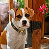 dog, puppy, brown_and_white, collar, green_collar, wooden_gate, fence, flowers, pink_flowers, outdoor, pet, animal, sitting, face, ears, nose, eyes, fur, garden, sunlight
