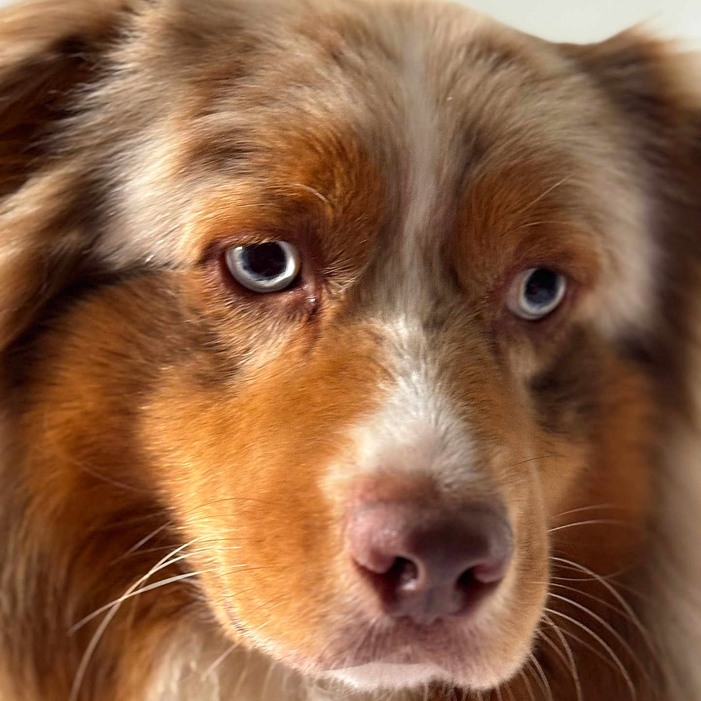 Tokyo Cape a rejoint le concours — aidez-le/la à gagner de superbes lots ! animal, blue_eyes, brown_fur, canine, close_up, cute, dog, domestic_animal, ears, face, friendly, fur, indoor, muzzle, nose, pet, portrait, soft_light, whiskers, white_fur