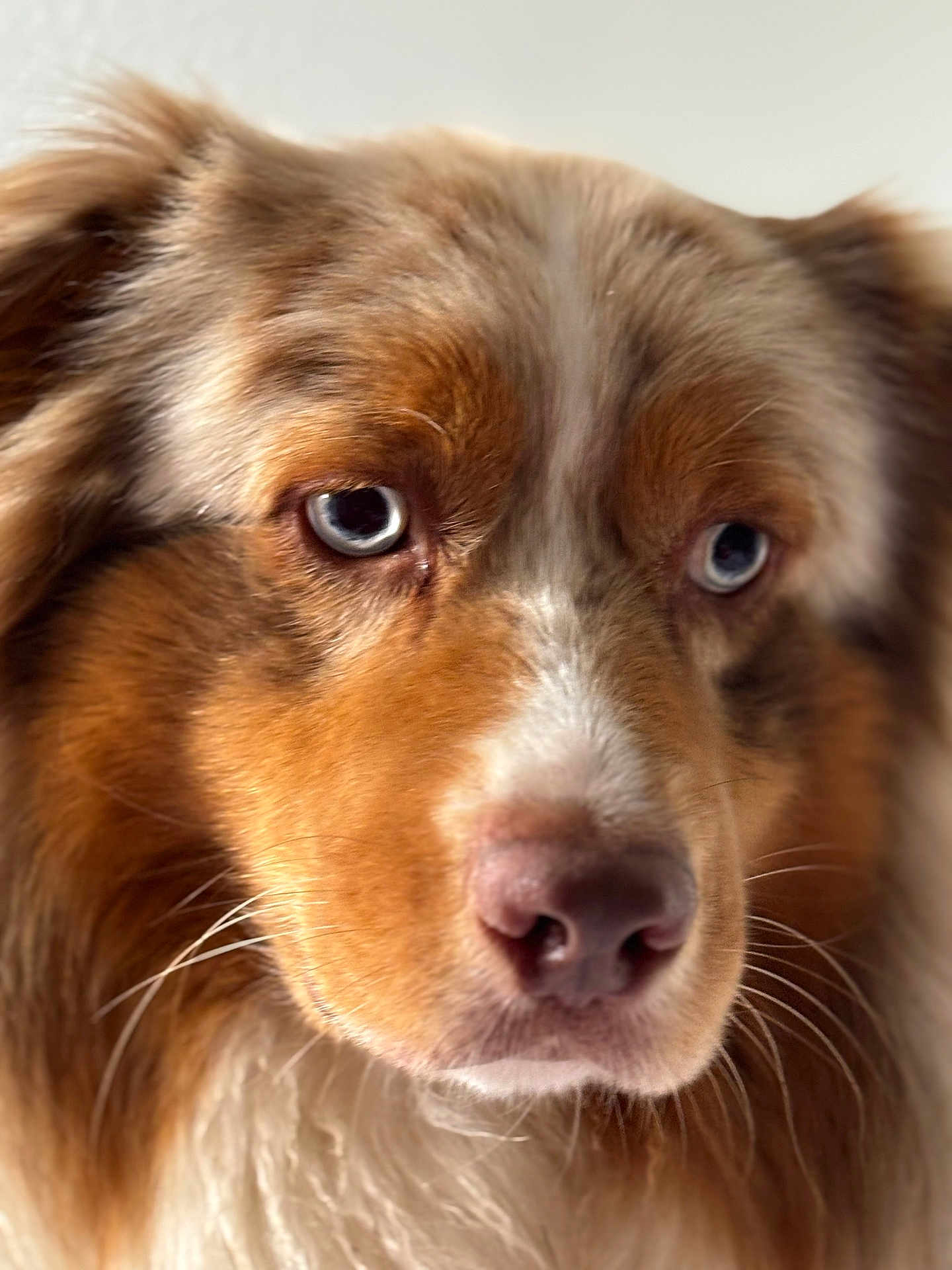 Tokyo Cape a rejoint le concours — aidez-le/la à gagner de superbes lots ! dog, close_up, blue_eyes, fur, pet, animal, canine, portrait, muzzle, whiskers, brown_fur, white_fur, ears, nose, soft_light, indoor, cute, friendly, domestic_animal, face