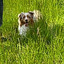 Tokyo Cape a rejoint le concours — aidez-le/la à gagner de superbes lots ! dog, grass, outdoor, nature, sunlight, happy, pet, animal, field, fur, tongue, blue_eyes, person_partial, jeans, summer, greenery, playful, canine, daylight, tall_grass