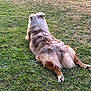Tokyo Cape participe au concours pour gagner de l'argent avec cette photo : dog, grass, outdoor, animal, pet, fur, relaxing, nature, canine, summer, resting, back_view, greenery, mammal, laying_down, park, daylight, cute, fluffy, sitting