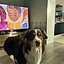 dog, living_room, floor, television, cartoon, wood_floor, furniture, pet, brown_dog, white_fur, indoors, home, couch, cabinet, screen, animation, watching, ears, eyes, calm