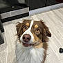 dog, brown, white, pet, animal, indoor, floor, kitchen, fur, cute, looking_up, ears, nose, eyes, expression, domestic, canine, companion, waiting, portrait