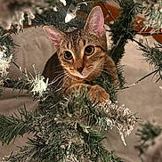 Niko is registered to the contest to win money with this photo: cat, tabby_cat, christmas_tree, holiday_lights, snowy_branches, indoor, pet, curious, greenery, festive, animal, feline, whiskers, cute, closeup, decorations, playful, soft_lighting, winter, eyes
